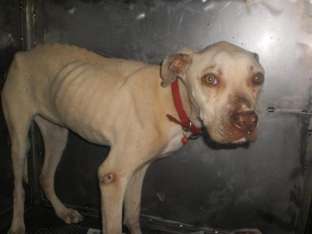Σαλαμίνα: Εγκατέλειψε τον σκύλο στο δάσος για να πεθάνει αβοήθητος